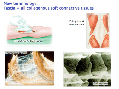 fascia2