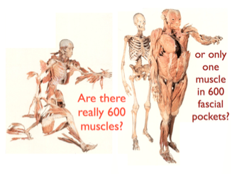 Fascia