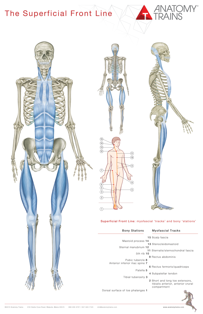 Anatomy Trains 3rd Edition Book & Posters