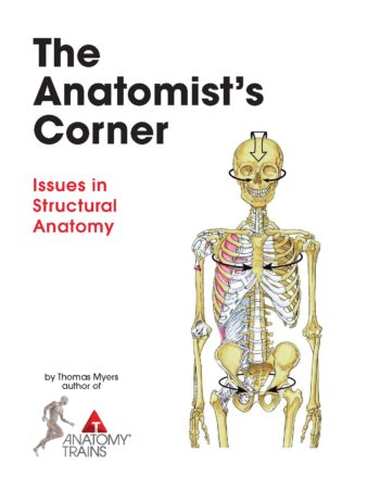 the anatomist's corner issues in structural anatomy by tom myers