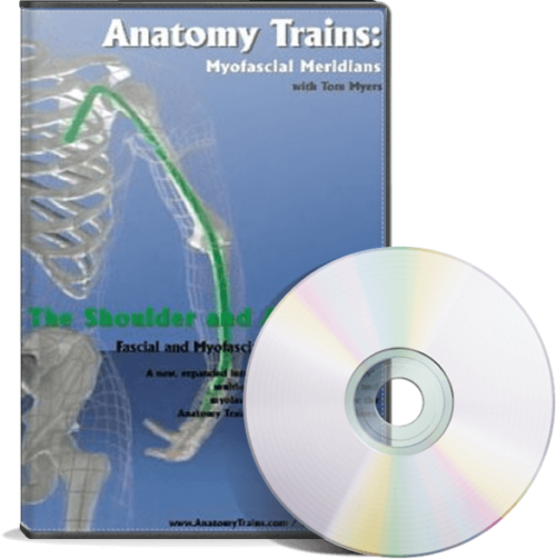 The Shoulder & Arm Lines