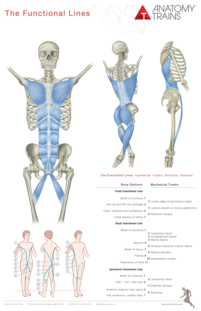 Anatomy Trains 4th Edition Book & Posters Anatomy Trains 4th Edition Book & Posters