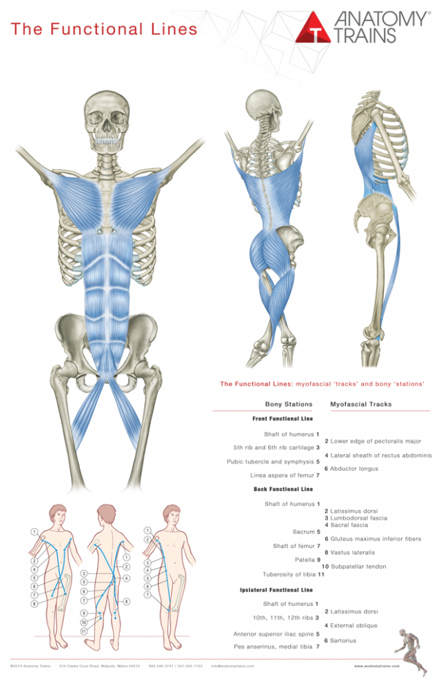 Scientific Support of Myofascial Connections - Systematic Review by