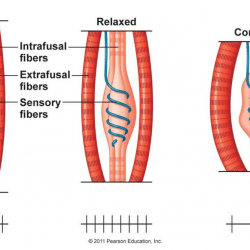 Muscle Spindles