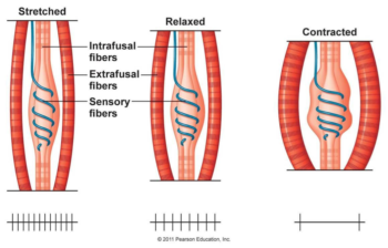 Muscle Spindles