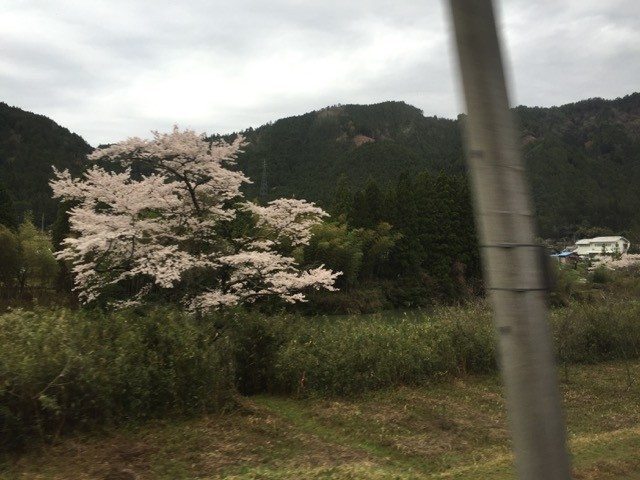 cherry blossoms as seen from the train