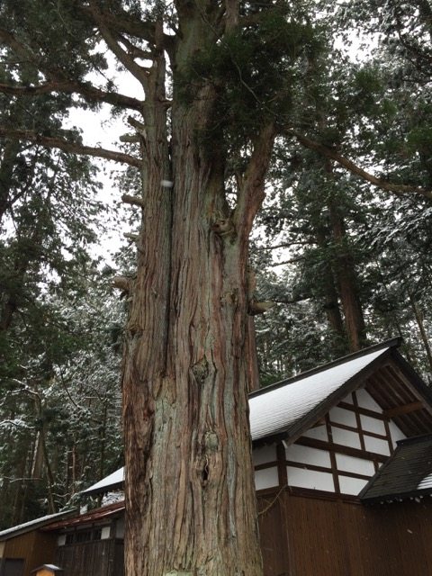 Japanese Buddhism Tree