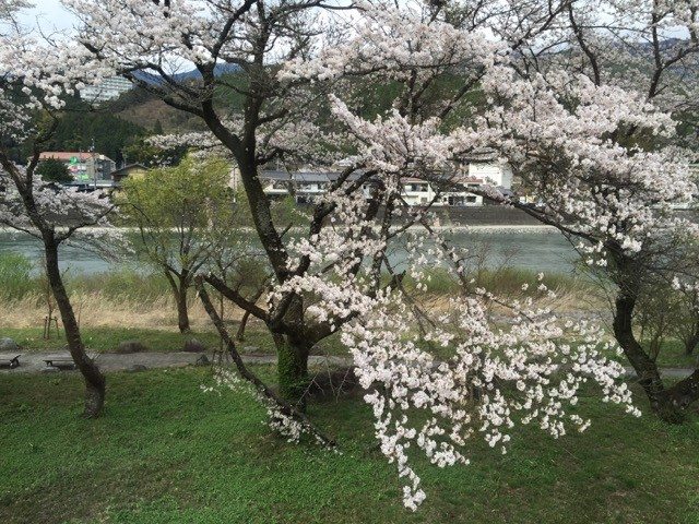 Light Pink Cherry Blossoms