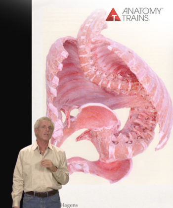 The Science of Bodywork #2: Embryology of Fascia