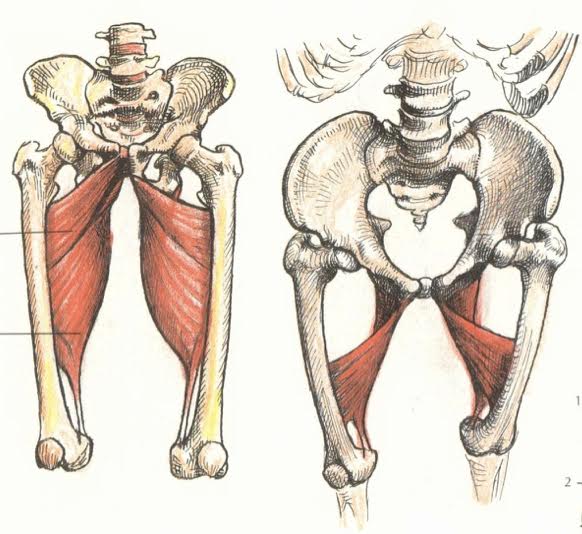 Anatomy Art Series #1 - The Adductor Magnus