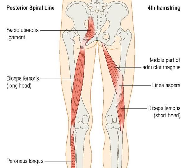 Anatomy Art Series 1 The Adductor Magnus