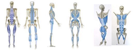 Physioville - MYOFASCIAL FUNCTIONAL LINES