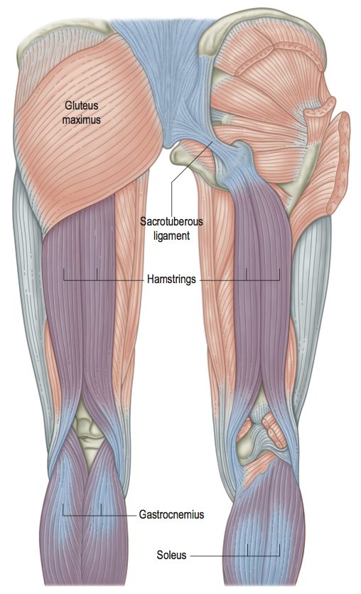 Fig 3.20- hamstrings