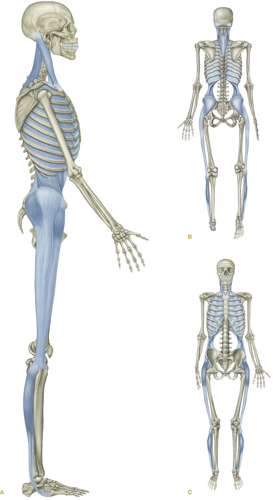 Scientific Evidence for the Anatomy Trains - Myofascial Continuities