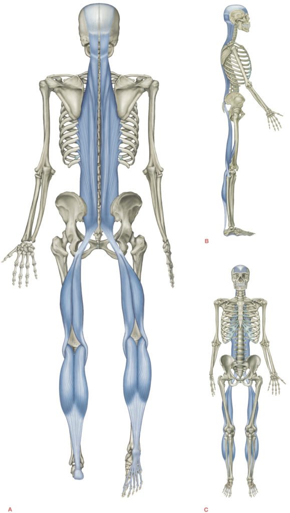 fig-3-1-superficial-back-line