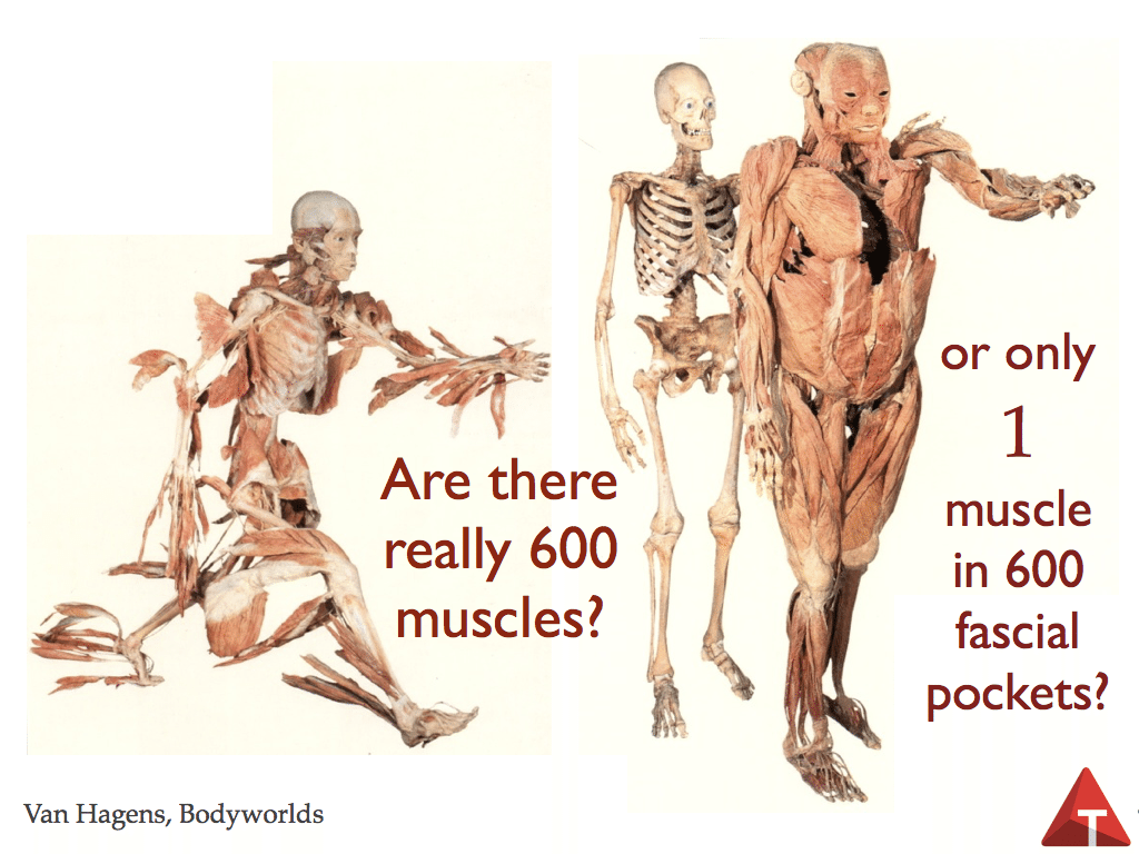 Increased Muscle Activation in Back Line Myofascial Continuity