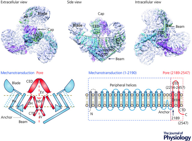 extracellular, side, and intracellular view of the receptor