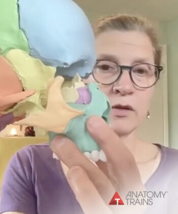 Mobilizing Cranial Sutures along the Anatomy Trains Lines with Lauren Christman