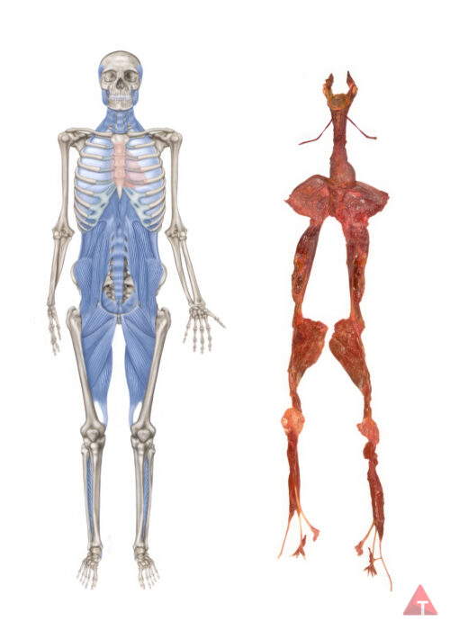 Blue lined skeleton and fresh tissue