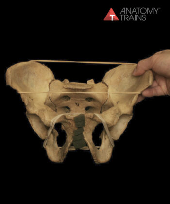 The Male Pelvis with Michael Watson